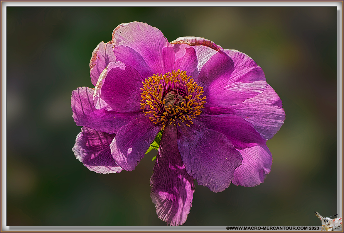 Pivoines